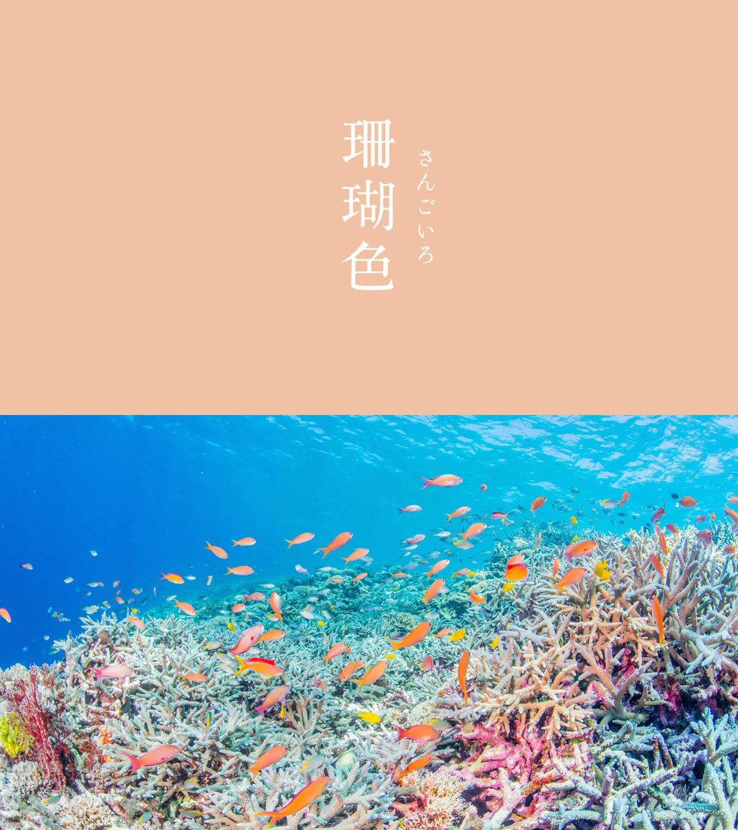 543life's tweet photo. 珊瑚色（さんごいろ）｜#にっぽんのいろ

赤珊瑚を砕いた顔料から作られます。
珊瑚は、仏教においては七宝の一つに数えられ、江戸時代にはかんざしや櫛（くし）などの装飾として愛用されました。
赤珊瑚そのものよりも、ほんのり優しく、奥ゆかしさを感じます。

7月のにっぽんのいろは、暦生活のサイトからご覧いただけます🌖
https://t.co/0Ymfy69bAi