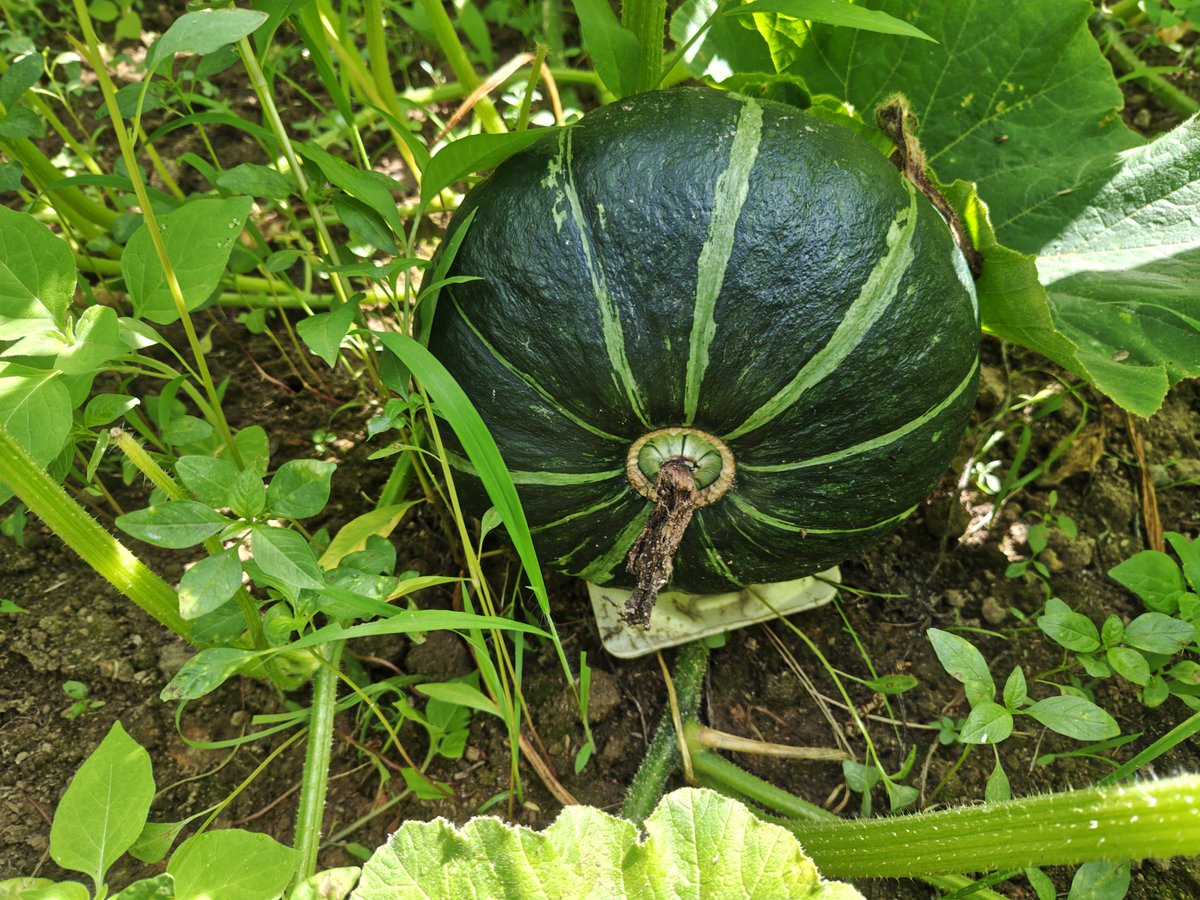 GoVegetar's tweet photo. 皿敷き完了。暑さが酷くなる前に終わってよかった。
それでも、収穫時に使うテントを今年はもう持ち出して暑さ対策やったわけで、年々辛くなります。
#豪族野菜 #豪族カボチャ #カボチャ #農業 https://t.co/oMwRmwheHr