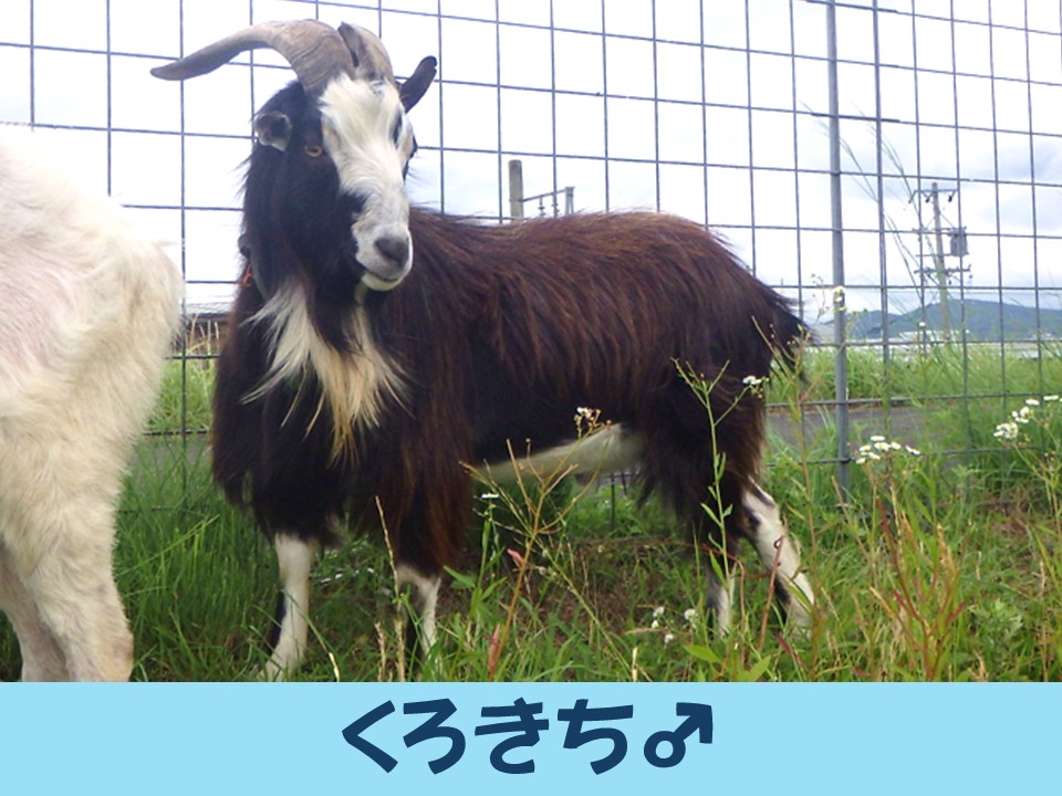 mlit_kizujyo's tweet photo. 🌿ヤギ除草を再開しました！🐐
お休みしていたヤギ除草ですが
「しろきち」と「くろきち」を迎え再開しました✨
これからもぐもぐ草を食べながら、除草のお手伝いをしてくれます♪
ぜひ、あたたかく見守ってください☺️！
#ヤギ除草 #上野遊水地 #水しごと https://t.co/jfsbFFmhNz