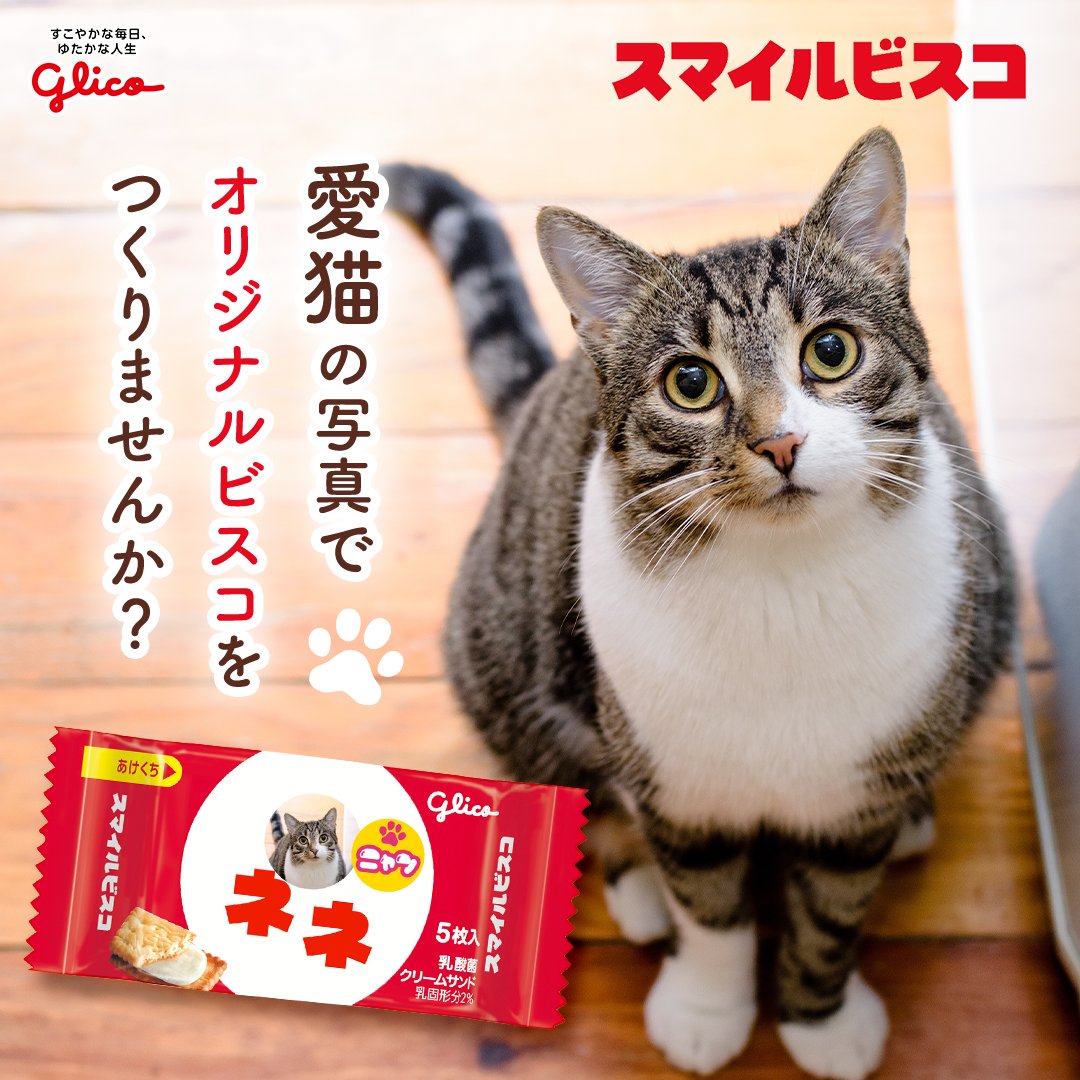 GlicoPRJP's tweet photo. 大切な家族🐱を
オリジナルのビスコにしませんか？

🍪🍪🍪🍪🍪🍪
  【スマイルビスコ】で
🍪🍪🍪🍪🍪🍪

楽しくカンタンにつくれちゃう！