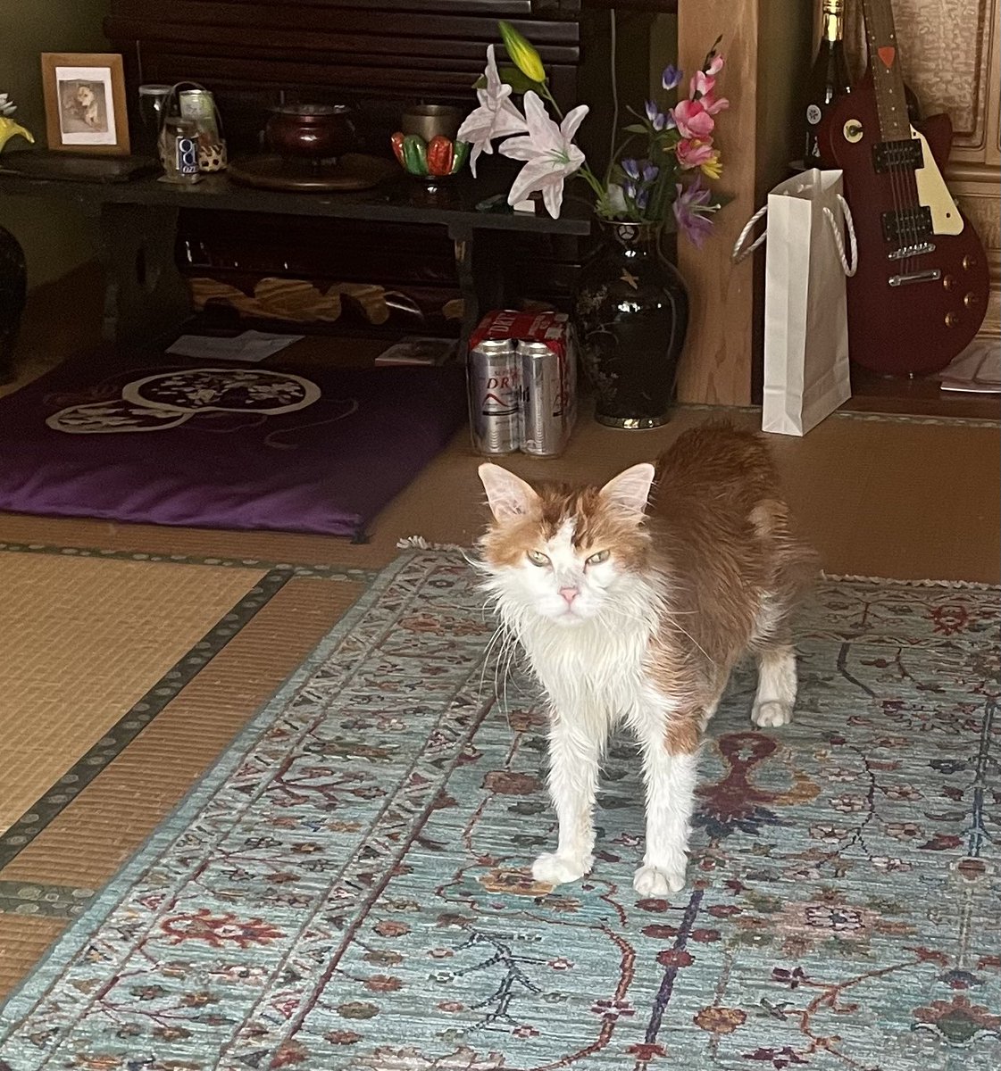 SUNPAUL18's tweet photo. Irie time
仏間でゴロゴロタイム😸
愛犬の写真を観て懐かしむ🐈
もう6年になるかぁ🐕

🦁July.2026
7月10日(金曜日)

本日のフードトラック営業は
お休みを頂きます🙏🇯🇲

#irie_wood_nine_mile
#アイリーウッドナインマイル
#メインクーン
#猫
#ねこ https://t.co/j3SBxyHNYM