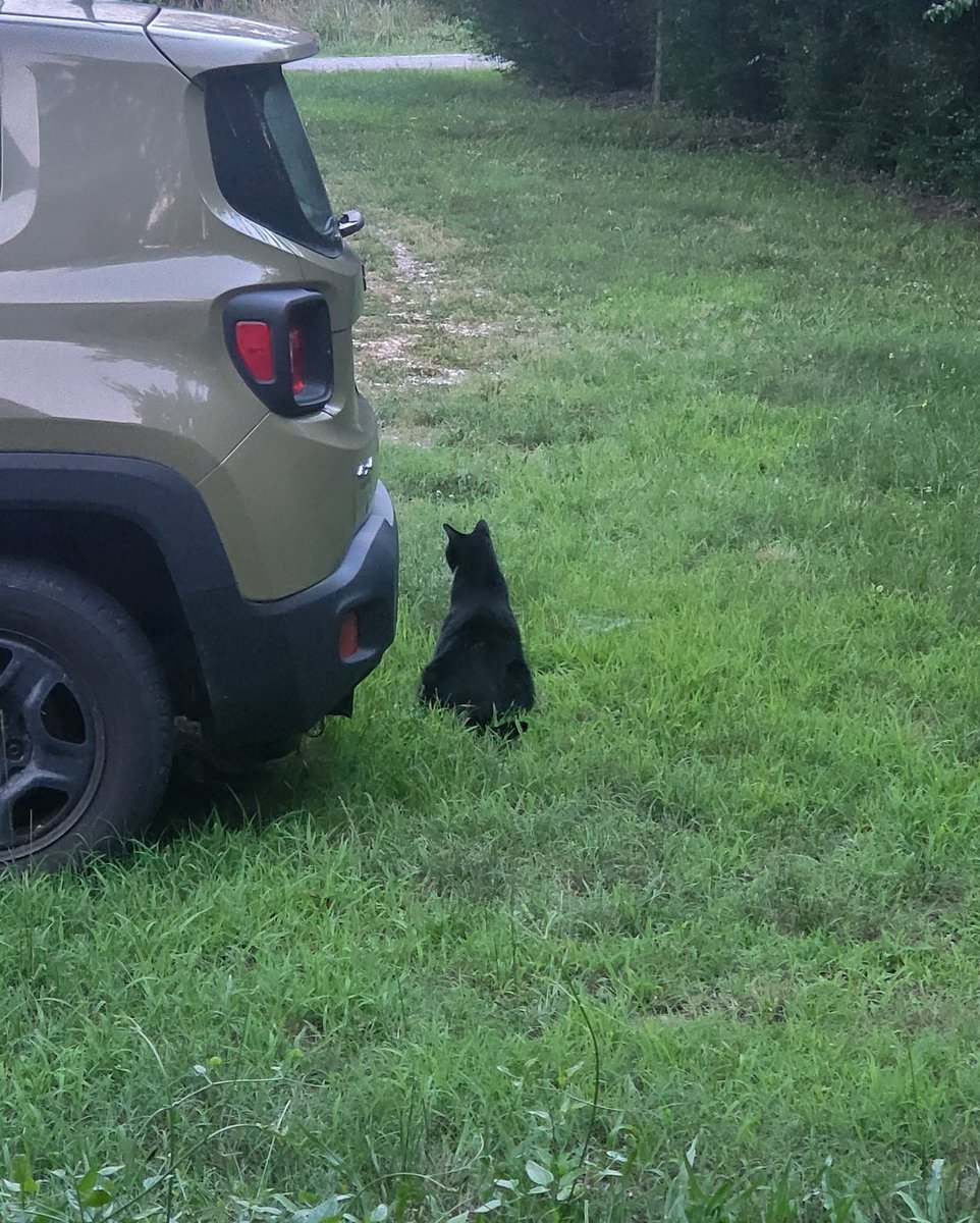 102Jackass's tweet photo. Some porch time before the storm rolls through a bit later.
Reign is keeping an eye on a single rabbit who sits unmoved out near the gully. She's cool with them.
Scout is out chasing fireflies.
#ESVA #SHORELIFE https://t.co/TmQ6Im8NEM