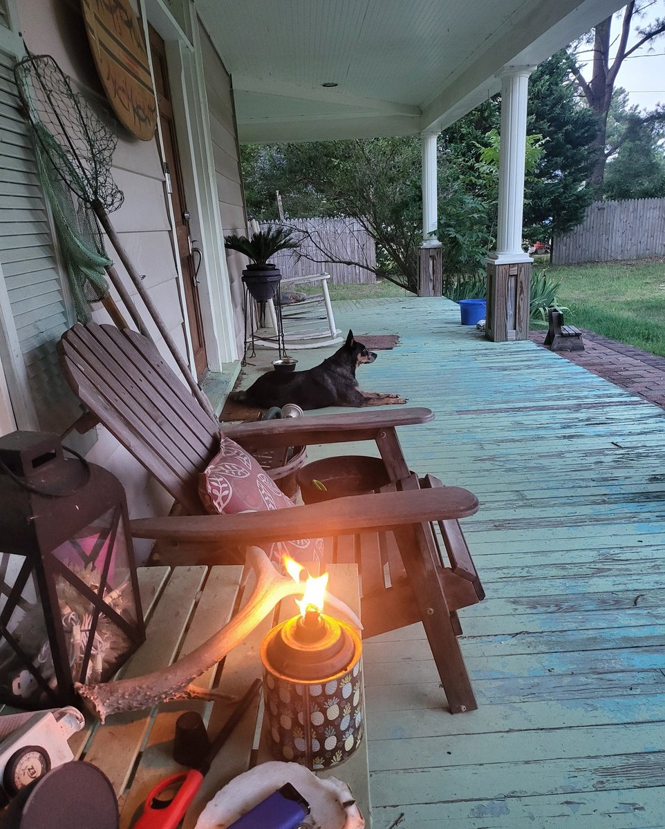 102Jackass's tweet photo. Some porch time before the storm rolls through a bit later.
Reign is keeping an eye on a single rabbit who sits unmoved out near the gully. She's cool with them.
Scout is out chasing fireflies.
#ESVA #SHORELIFE https://t.co/TmQ6Im8NEM