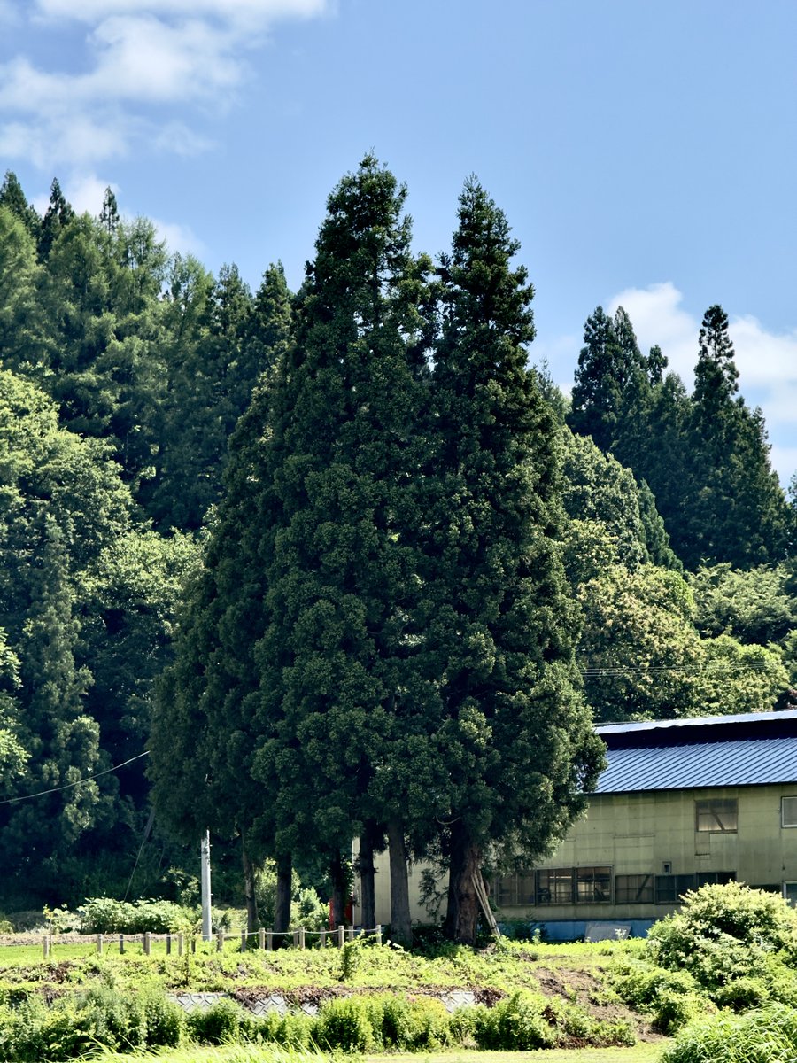 SATSUMARIDER's tweet photo. やっぱりトトロ巡りはここは外せない☺️
立派な杉でした
ちなみに駐車場横の杉の木は小トトロに見えなくもない
#小杉の大杉 https://t.co/ABiIt9YAar