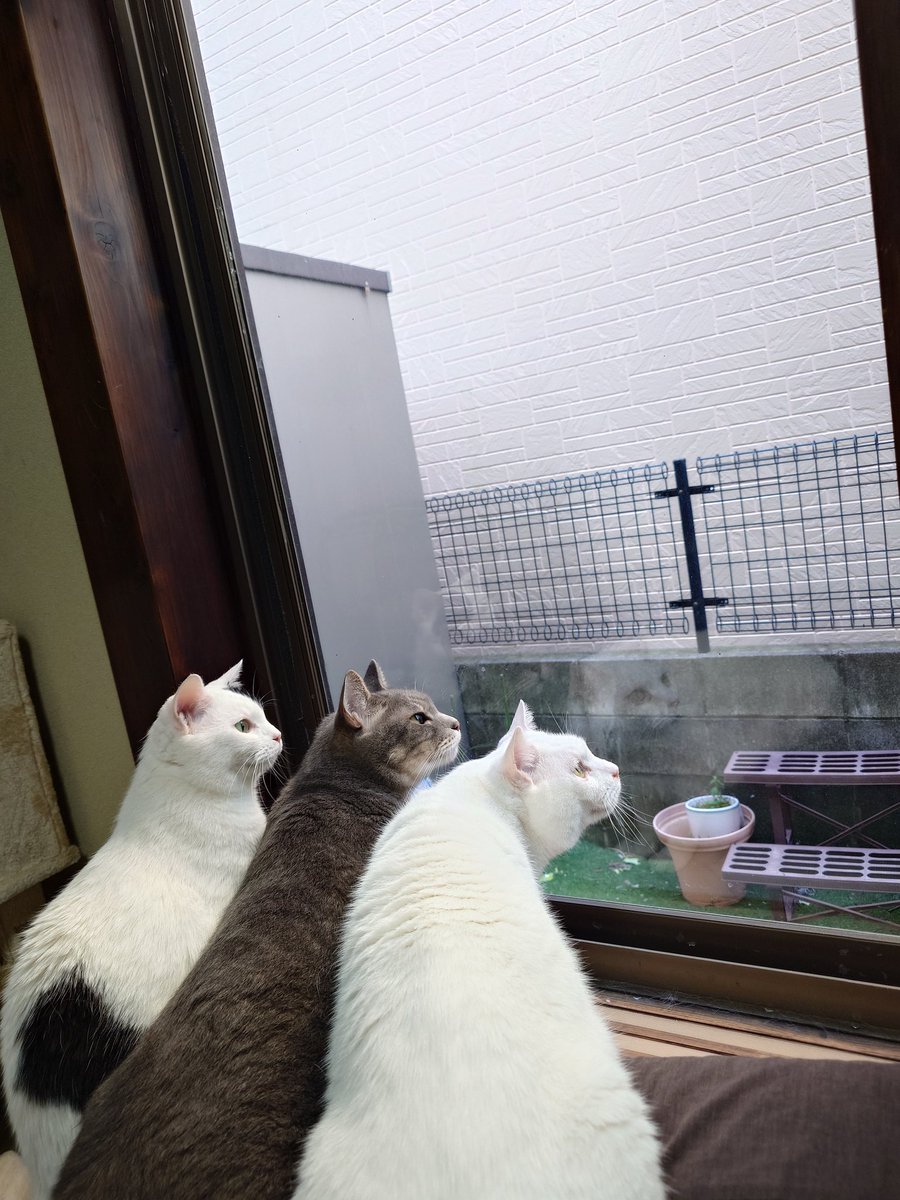 11totto22's tweet photo. 外でスズメが騒いでいたので三匹で眺めてた。
朝の準備で洗面所にいる時に、ちょこが起きていればドライヤーを使っていても側にいる。
金曜日なのでモカちゃんのキラキラ金曜日。 https://t.co/qMgdM7OhWp