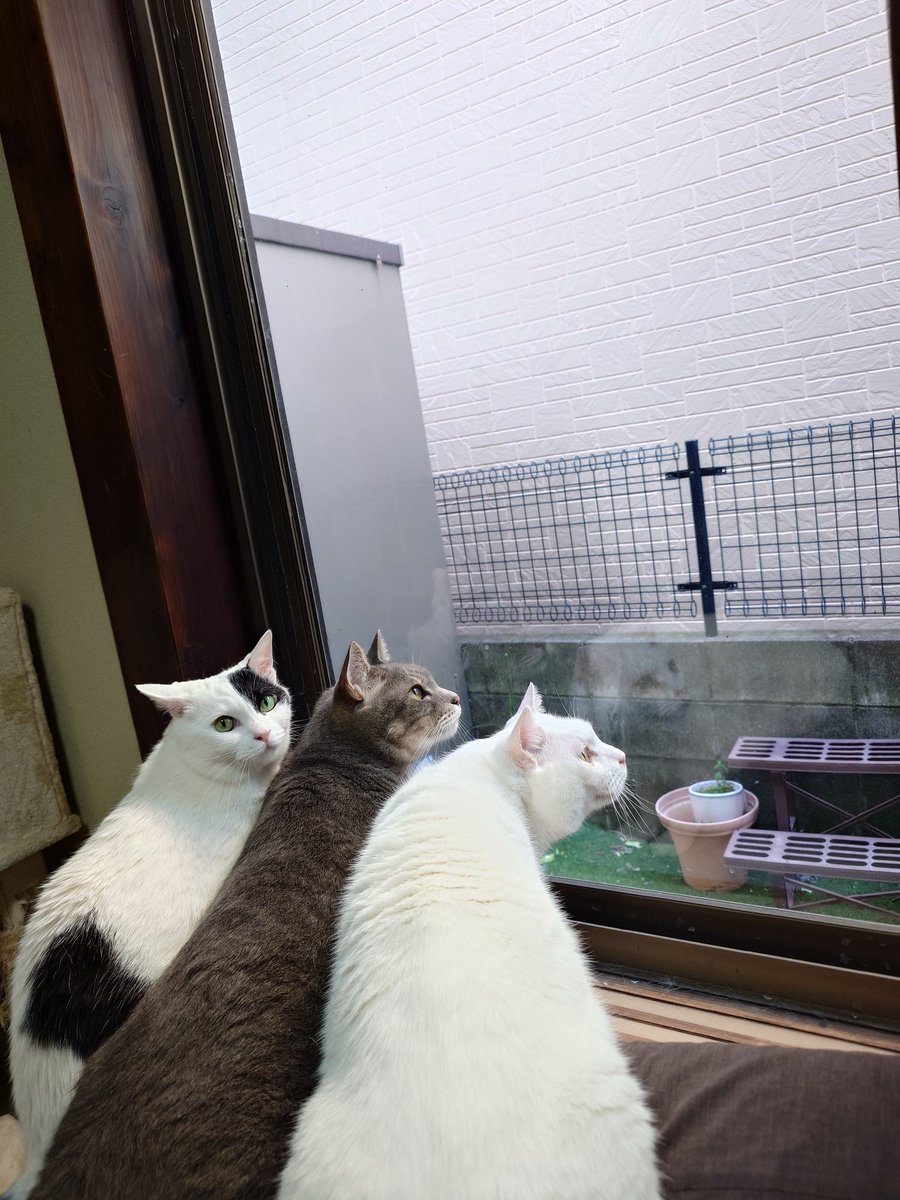11totto22's tweet photo. 外でスズメが騒いでいたので三匹で眺めてた。
朝の準備で洗面所にいる時に、ちょこが起きていればドライヤーを使っていても側にいる。
金曜日なのでモカちゃんのキラキラ金曜日。 https://t.co/qMgdM7OhWp