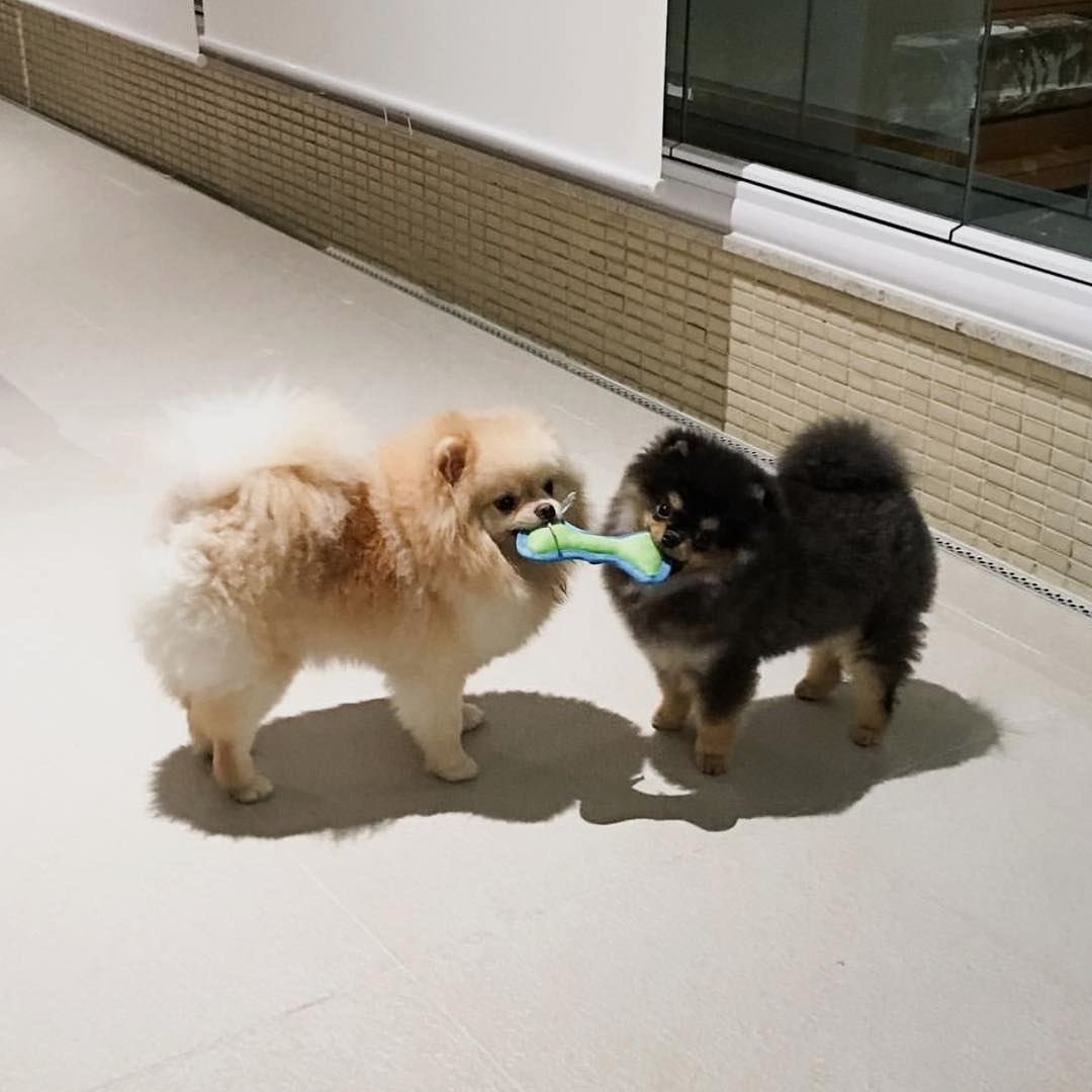 taco17munch's tweet photo. Mi familia le tiene miedo al éxito y no quieren que Miffy tenga un hermano que se llame Muffin 😞 (no quieren perritos machos) https://t.co/k3VJBSXrLq