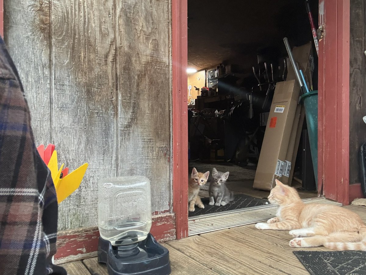 tinypurrz's tweet photo. bonus pic,, i saw these two kittens that won’t let us near them peeking out at me :3 https://t.co/7JaFuvfyaf
