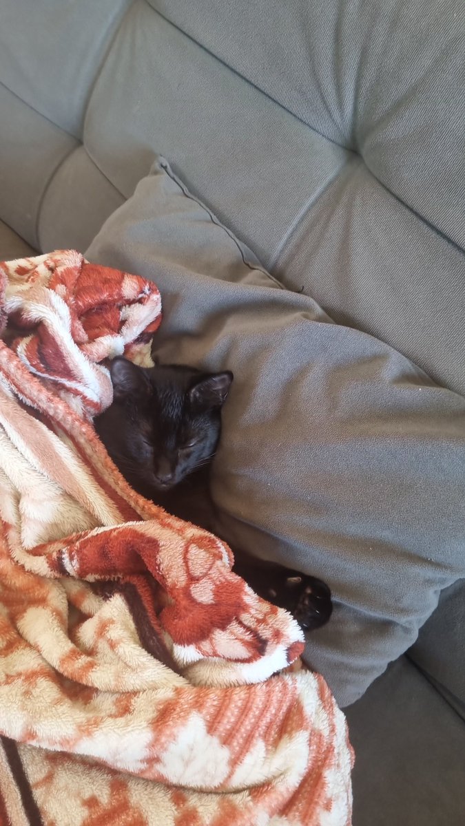 FrostyBasher5's tweet photo. @itallot1 E eu so querendo ser esse gato https://t.co/GF31S2NsK6