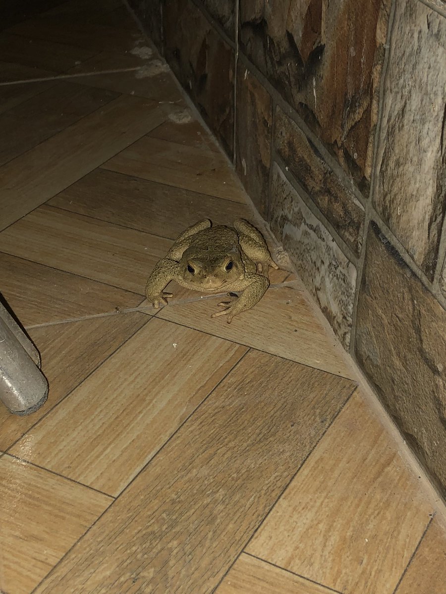 afrobassemiste's tweet photo. Les grenouilles qui me consolent merci pour tout les frères https://t.co/3dYQwSJg48