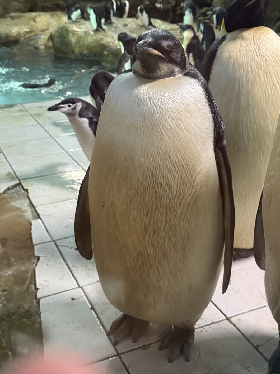 Jeannetakuya's tweet photo. ガラス越しだけど瞳が良く見える

たまに目閉じちゃう44ちゃん

立ち寝？それとも瞑想中？

気になるー！

2026.7.9

#アドベンチャーワールド
#エンペラーペンギン https://t.co/SDxBu0p2HM