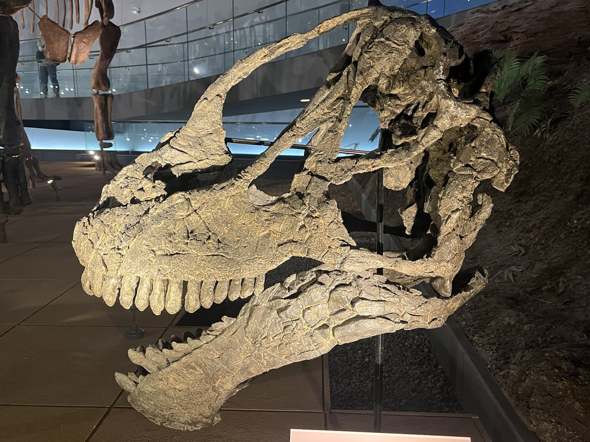 常設展の竜脚類 カマラサウルス頭骨と復元