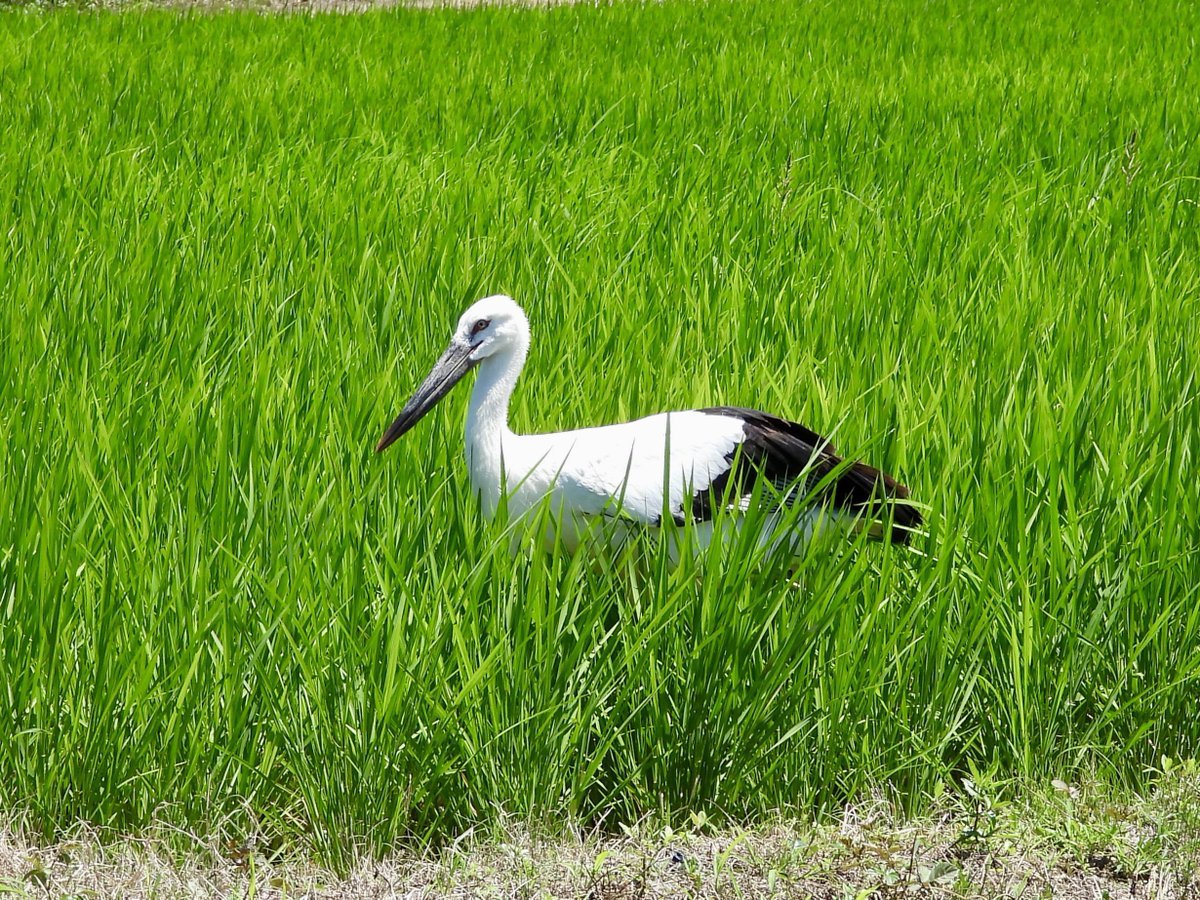 narutokounotori's tweet photo. 徳島県鳴門市大麻町 など にて 2026年7月9日 国の特別天然記念物 コウノトリ J0044 父親 ゆうひ J0480 母親 あさひ 、
幼鳥3羽 J1008 輝 てる J1009 元 げん J1010 なるひ など 元気に生活しています。
 
#徳島県 #鳴門市 #コウノトリ #徳島 #鳴門 https://t.co/DMqquBvNP6