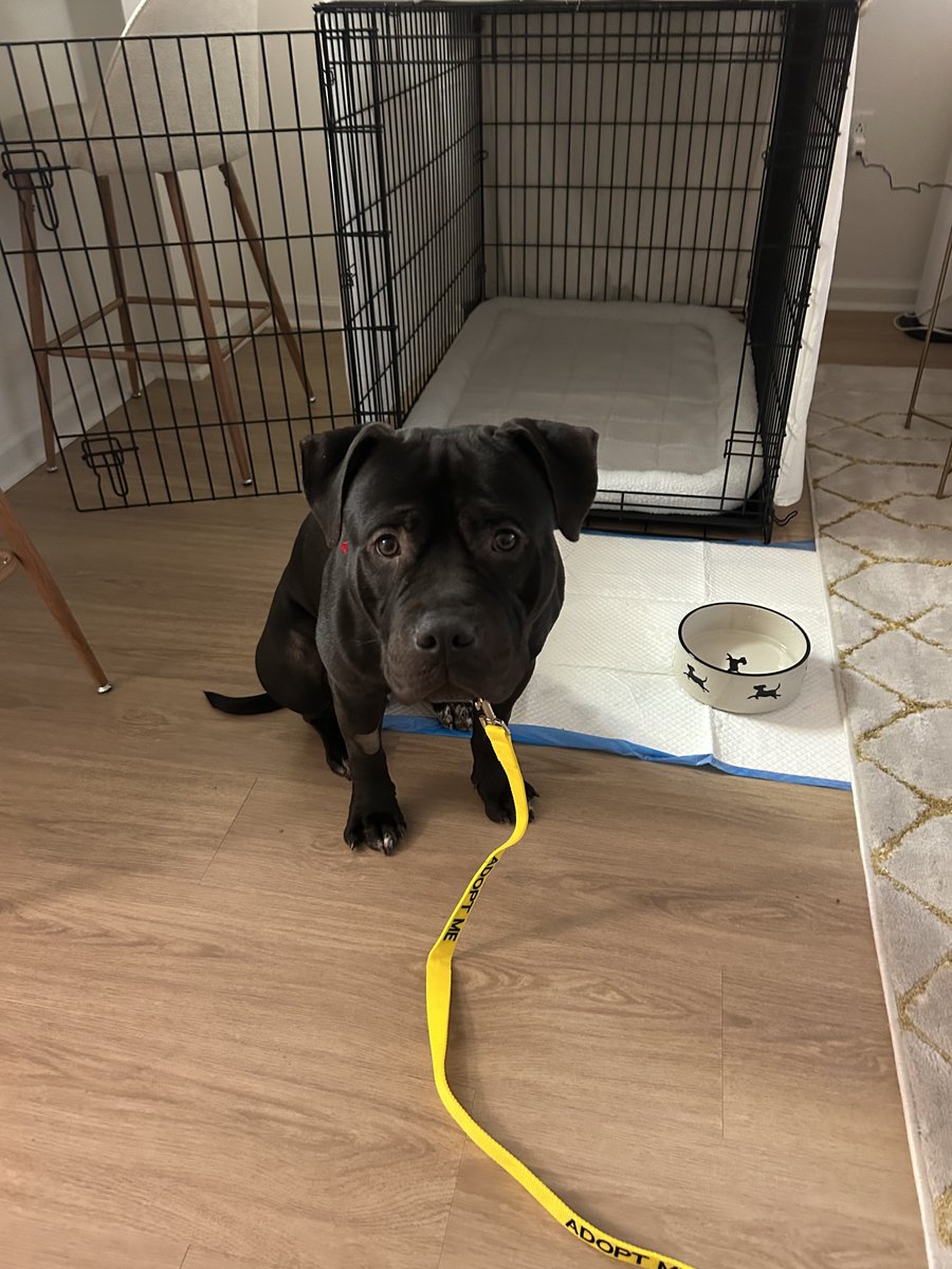 Pound Hounds ResQ tweet media
