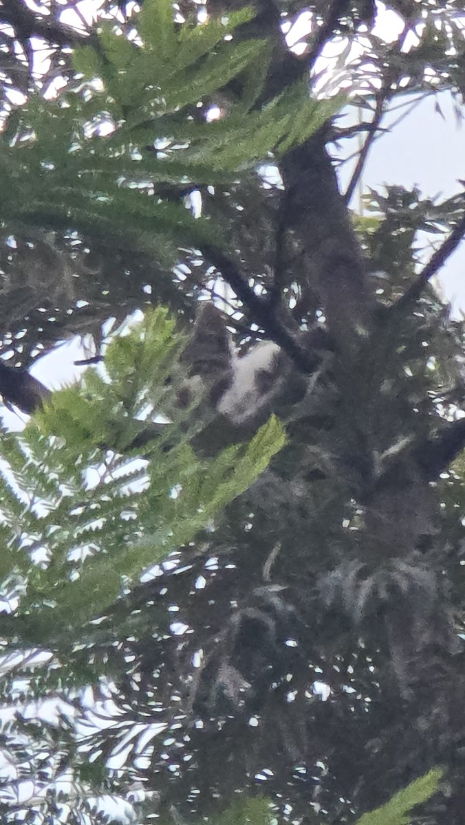 jenniersf's tweet photo. URGE apoyo para bajar a un gatito bebé en la copa de un árbol de aproximadamente 15 metros en Polanco. Molieron esquina Campos Eliseos. El 911 no brinda apoyo. 
@Bomberos_CDMX https://t.co/woPDV6SwVN