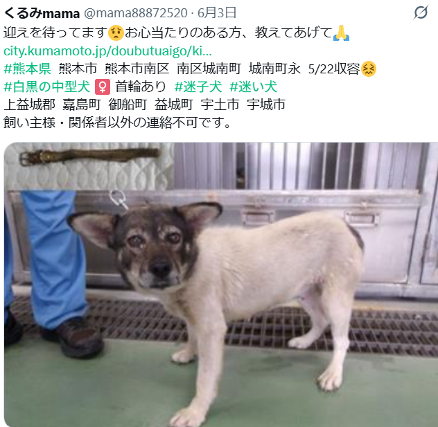 mama88872520's tweet photo. 残念ながら迎えなく #里親募集 になりました😔
https://t.co/HBdz9qvyDc
素敵なご縁💗祈ってます🙏  #熊本県  里親募集中
熊本市  #迷子犬  白黒の中型犬 ♀️ コスモスちゃん 15.6Kg https://t.co/dKcI2q4Nba