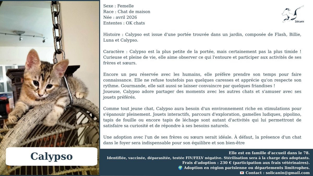 solicanin's tweet photo. Calypso à l'adoption 🐾 

solicanin@gmail.com  

#chat #adoption https://t.co/8DAwqt7WzH