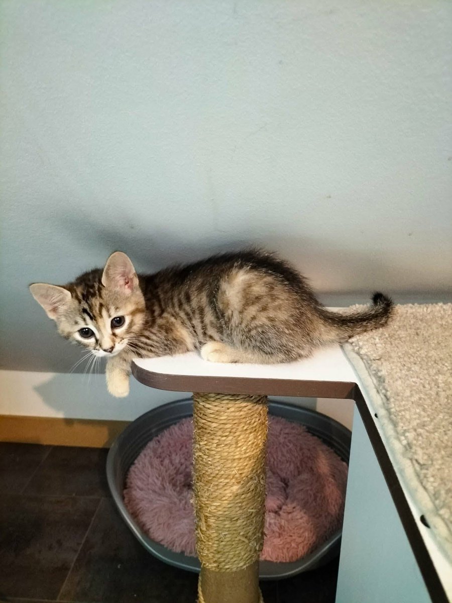 solicanin's tweet photo. Calypso à l'adoption 🐾 

solicanin@gmail.com  

#chat #adoption https://t.co/8DAwqt7WzH