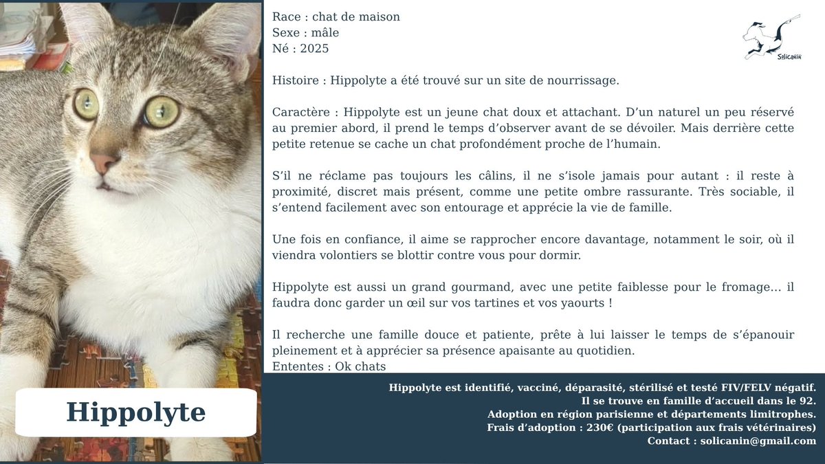 solicanin's tweet photo. Hippolyte à l'adoption 🐾 

solicanin@gmail.com  

#chat #adoption https://t.co/PtXHWGFofC