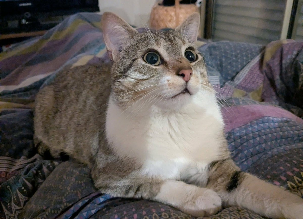 solicanin's tweet photo. Hippolyte à l'adoption 🐾 

solicanin@gmail.com  

#chat #adoption https://t.co/PtXHWGFofC