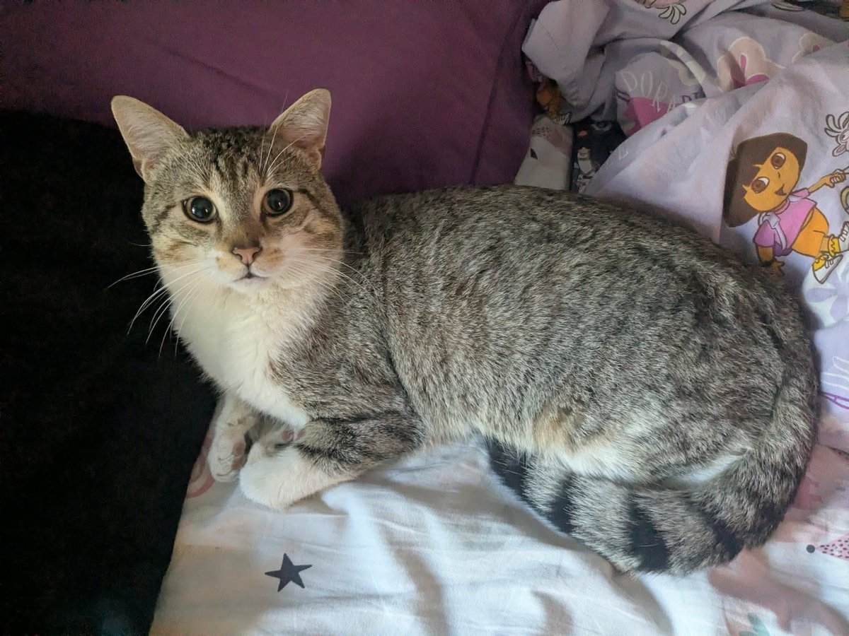 solicanin's tweet photo. Hippolyte à l'adoption 🐾 

solicanin@gmail.com  

#chat #adoption https://t.co/PtXHWGFofC