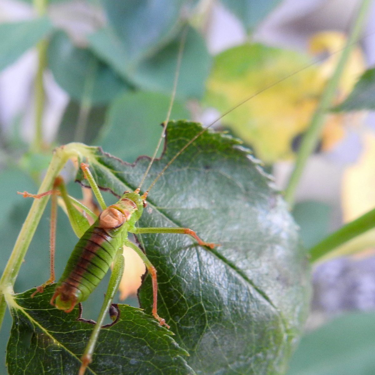 flowerbud13's tweet photo. 🦗Speckled bush cricket🦗 #photooftheday #cricketphotography #closeup #macro #tonightsphotography https://t.co/y1NgQwu82p