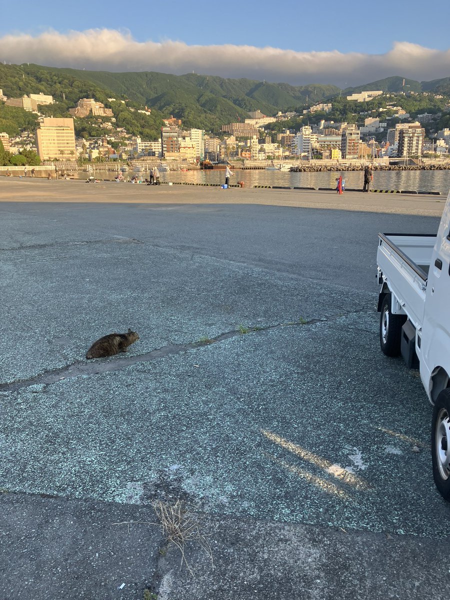 Rotten_rotten_'s tweet photo. 漁港にはやっぱり猫が似合う https://t.co/nUilpg5qm5