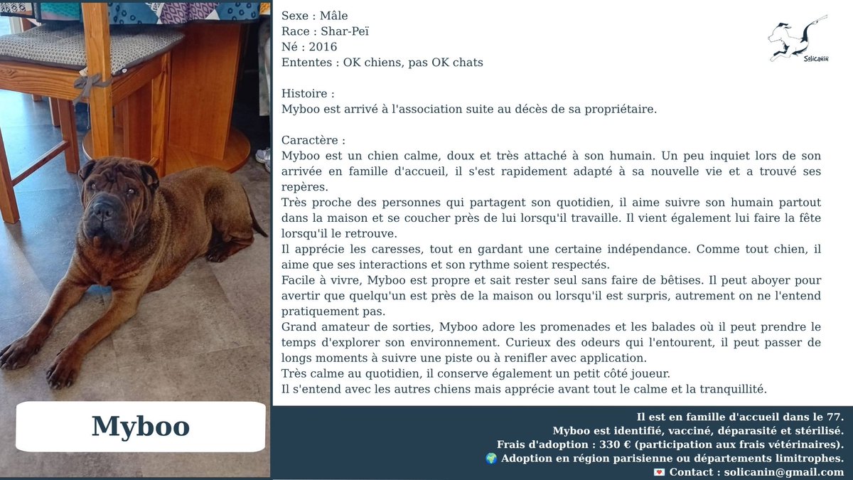 solicanin's tweet photo. Mybooà l'adoption 🐾 

solicanin@gmail.com  

#chien #adoption https://t.co/FQn5lVdD1j