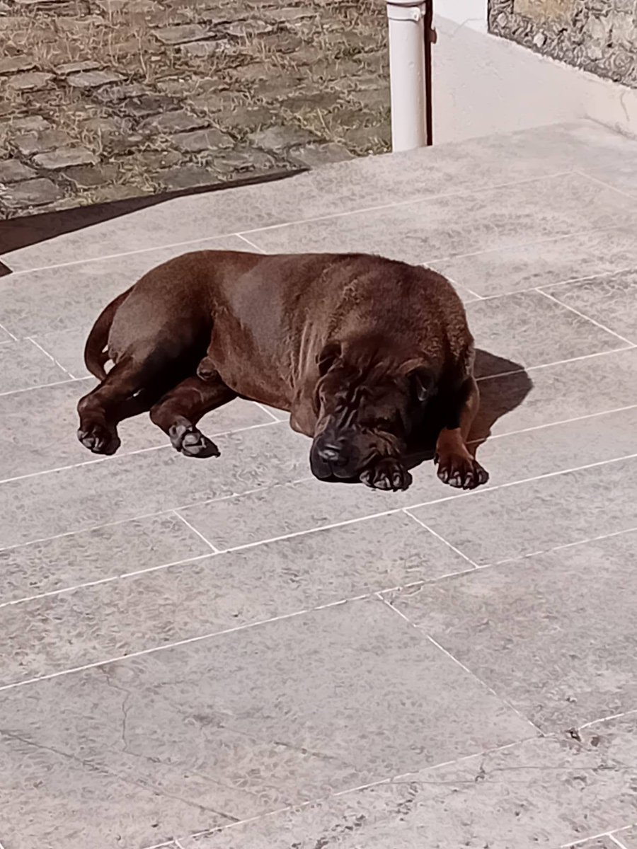 solicanin's tweet photo. Mybooà l'adoption 🐾 

solicanin@gmail.com  

#chien #adoption https://t.co/FQn5lVdD1j
