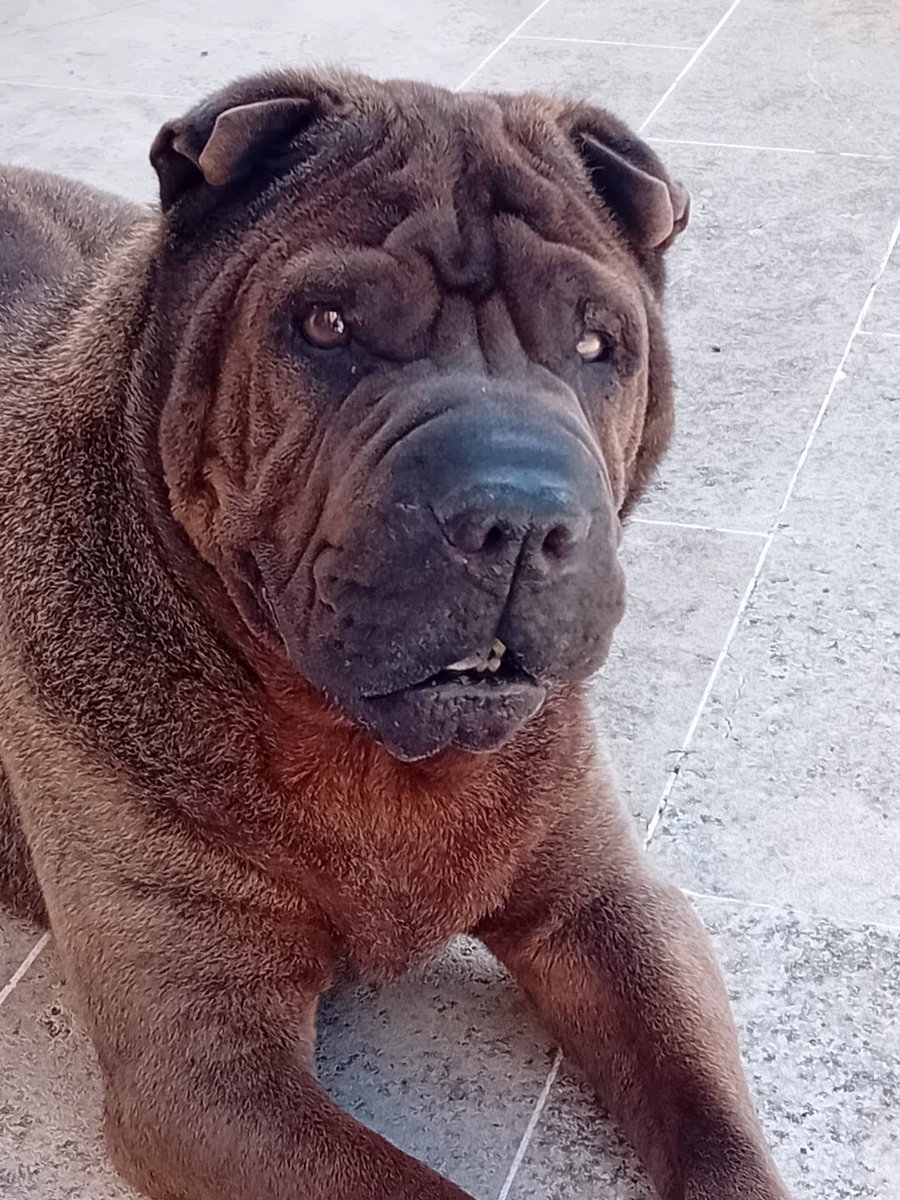 solicanin's tweet photo. Mybooà l'adoption 🐾 

solicanin@gmail.com  

#chien #adoption https://t.co/FQn5lVdD1j