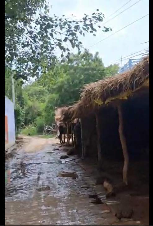 ApkiApniAwaz's tweet photo. माननीय @SultanpurDm @CDOSultanpur
क्या किसी बड़ी दुर्घटना की प्रतीक्षा करना उचित होगा?
ग्राम कुम्हई (ग्राम पंचायत निरसहिया) में शक्ति बाबा धाम से लगभग 50 मीटर आगे सार्वजनिक सड़क पर पशु बांधने एवं गंदगी के कारण आवागमन बाधित है। स्कूली बच्चों, ग्रामीणों तथा आपातकालीन सेवाओं की सुरक्षा प्रभावित हो रही है। कृपया तत्काल निरीक्षण कर सड़क को अवरोधमुक्त कराने की कार्रवाई करें।

#Sultanpur #RoadSafety #SwachhBharat 
@myogiadityanath
@CMHelpline1076
@myogioffice
@neetenbiswas1
@PMOIndia
@BandBajaateRaho

ग्राम कुम्हई, मुख्य मार्ग, शक्ति बाबा धाम से लगभग 50 मीटर आगे, ग्राम पंचायत निरसहिया, विकास खंड कुड़वार, तहसील सदर, जनपद सुल्तानपुर।