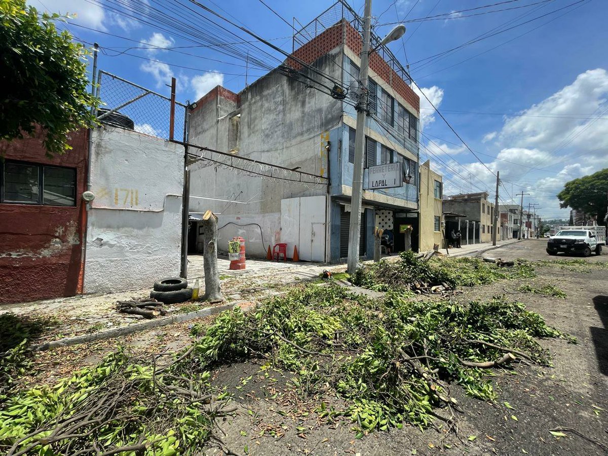 GuardabosqueUrb's tweet photo. Hoy, Día Nacional del Árbol, te compartimos este ecocidio en la 19 pte y 16 sur, colonia San Ángel, #Puebla. Estuvieron talando estos árboles para que pase la maquinaria de pavimentación de @Gob_Puebla. Trabajadores afirmaron que esta tala fue permitida por el @PueblaAyto. 🌳☠️😡 https://t.co/oql6SABGsv