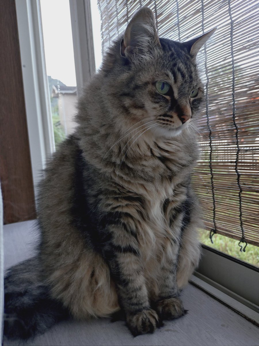 50_low's tweet photo. 朝の猫
夕べも猫部屋に戻ってこなかった不良猫 https://t.co/5a2rZXlru1