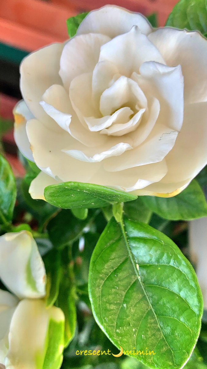 crescent_mimin's tweet photo. 金曜日¨̮♡︎

おはようございますෆ⸒⸒

18°C
今朝は蒸し蒸し、風が入りません⋯
晴れ時々曇りの予報ですෆ⸒⸒

#空と花とおやつで繋がりたい

最高気温は32°C、わ⋯

今日も良い日にしちゃいましょ〜 https://t.co/W9bXTL52WN