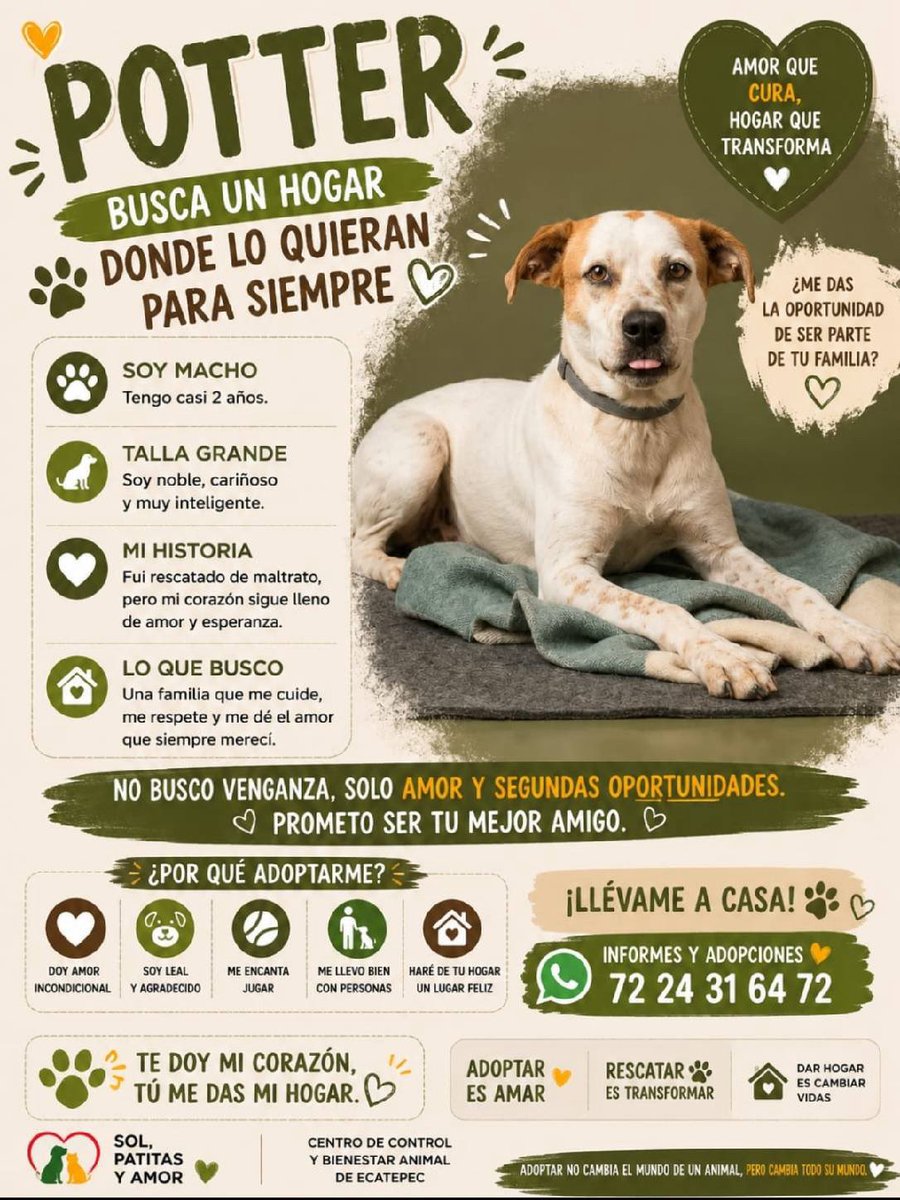Alina_Gag's tweet photo. Están en la perrera y si nadie los adopta o los saca de ahí, van a dormirlos 

Edomex https://t.co/dcZRPv71YJ