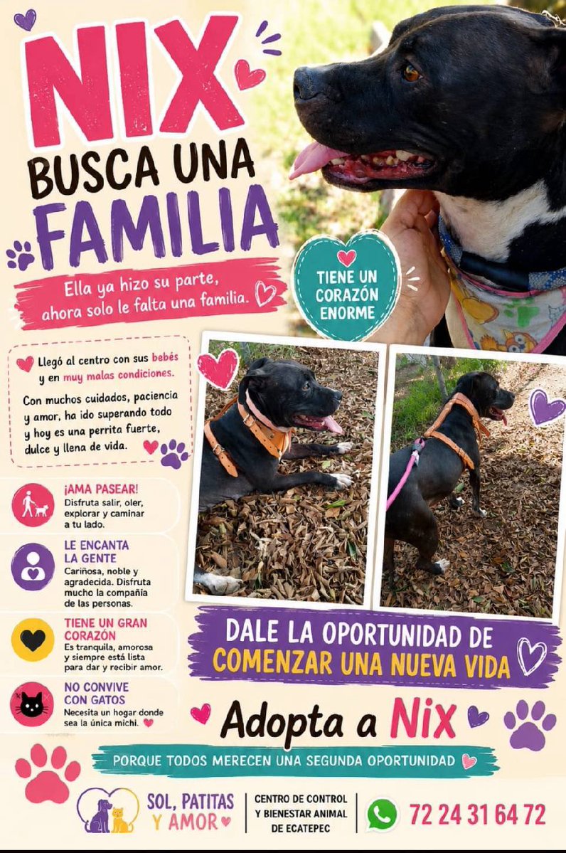 Alina_Gag's tweet photo. Están en la perrera y si nadie los adopta o los saca de ahí, van a dormirlos 

Edomex https://t.co/rrGMBAl58T