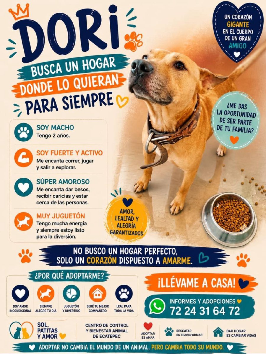 Alina_Gag's tweet photo. Están en la perrera y si nadie los adopta o los saca de ahí, van a dormirlos 

Edomex https://t.co/rrGMBAl58T