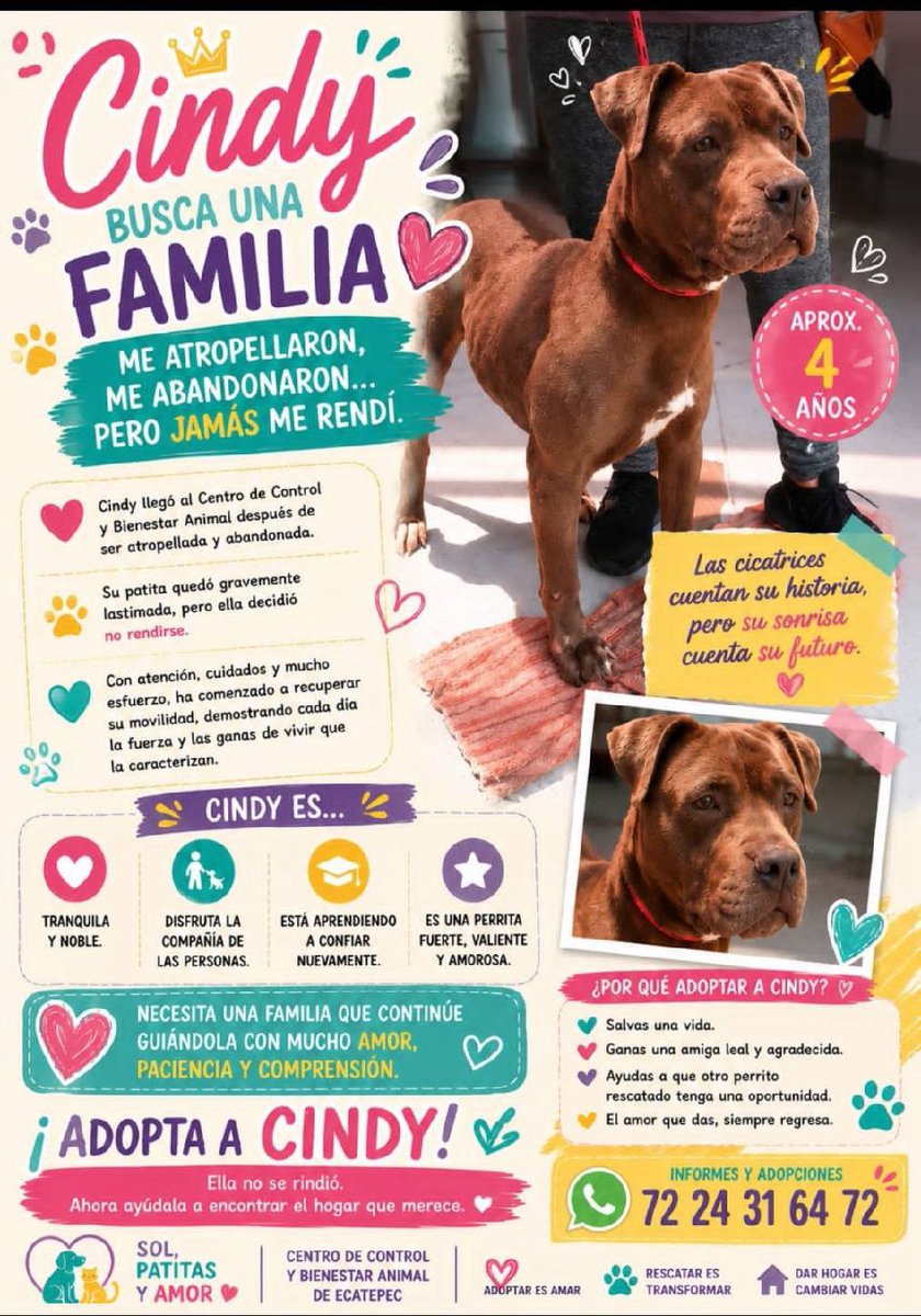 Alina_Gag's tweet photo. Están en la perrera y si nadie los adopta o los saca de ahí, van a dormirlos 

Edomex https://t.co/oyBBJjRd2t