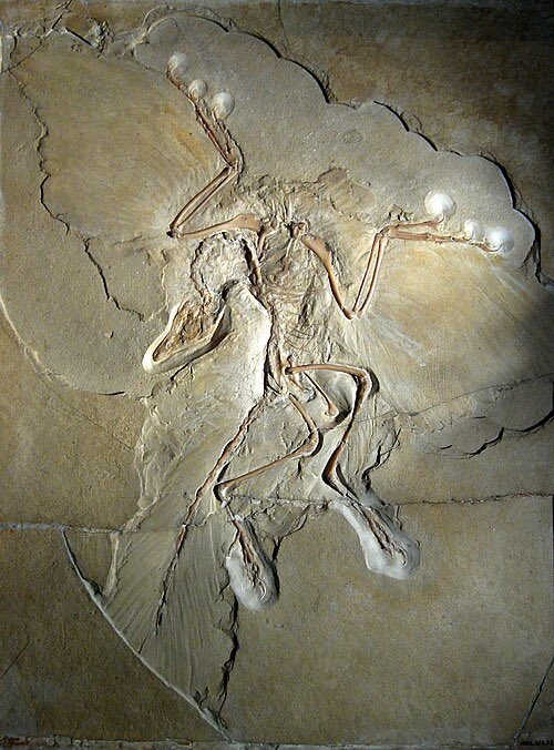 ScienceDante's tweet photo. Archaeopteryx vibes in the parking lot today… https://t.co/FxAzseIhAB