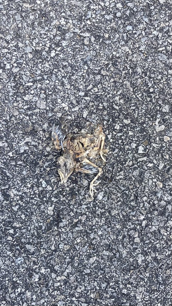ScienceDante's tweet photo. Archaeopteryx vibes in the parking lot today… https://t.co/FxAzseIhAB