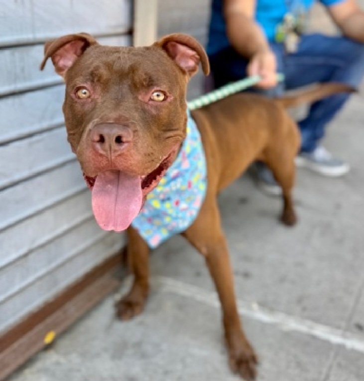 MorgFairsdogs's tweet photo. Hershey 254169
Listed TBK 7/11
#NYCACC #AdoptMe
He is a cute 1 yr old puppy 
Social with handlers 
Will pull towards dogs on walks, causing choking &amp; him to salivate 
Has big personality 
ok for kids 13+
Save Hershey!
https://t.co/f2XyeoM7pg
#Pledge4Rescue #foster #adopt https://t.co/vSZ66qGy0c