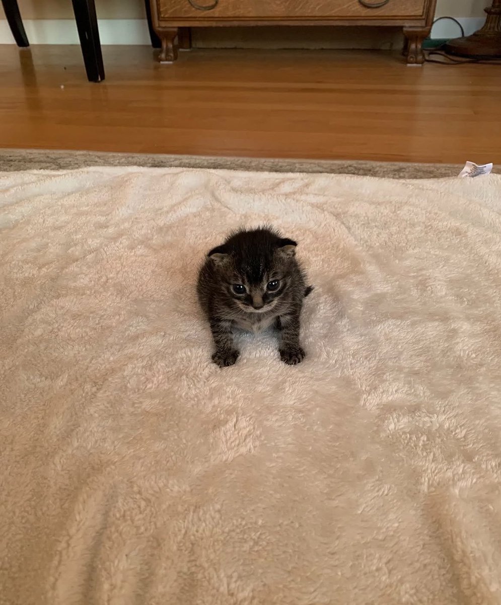 MeowthMimic's tweet photo. @CANDIEDJELLO ITS KINDA STUPID BUT it is a generalizing test,, don't be too embarrassed twin,, stay true to yourself https://t.co/TcmEbrMKga