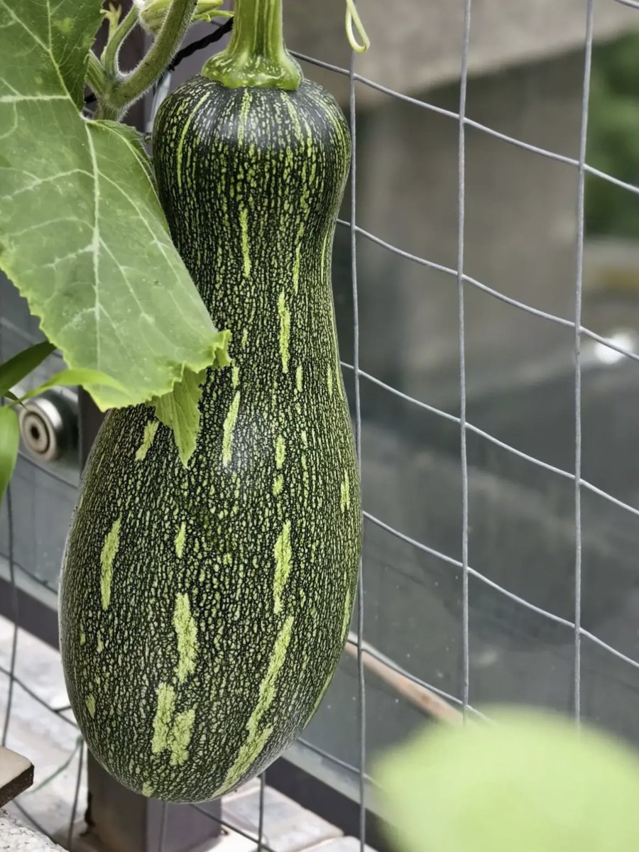 NSchieritz's tweet photo. My small balcony now has veggies growing  No more grocery runs for cherry tomatoes! Loving this slow, meaningful shift to simpler living https://t.co/ZVPrXQhCym