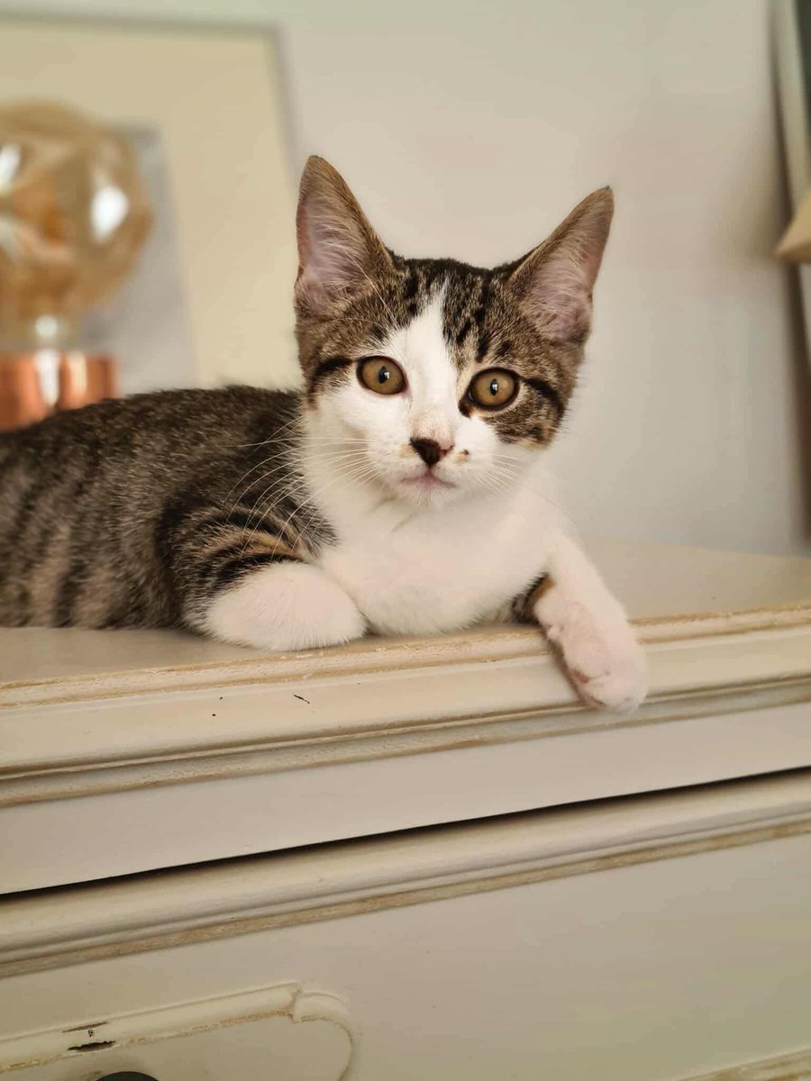 solicanin's tweet photo. Hermès et Iris à l'adoption ensemble 🐾 

solicanin@gmail.com  

#chat #adoption https://t.co/VehjNGCm93