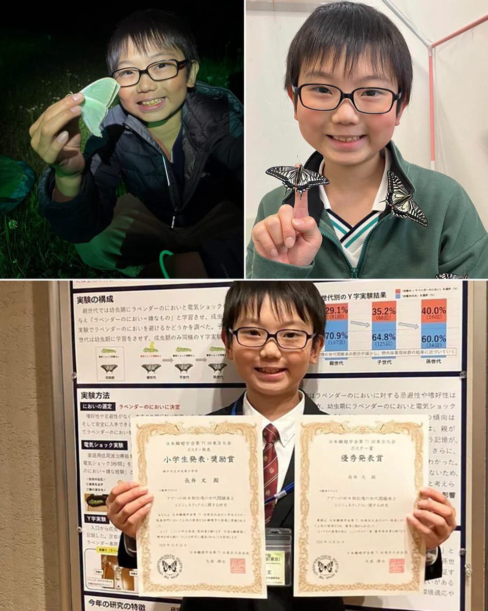 MrPitbull07's tweet photo. A 10-year-old Japanese student named Jo Nagai helped answer a long-standing scientific question: do butterflies retain memories from when they were caterpillars?

Working alongside entomologist Dr. Martha Weiss, Nagai trained swallowtail caterpillars to avoid the scent of lavender by pairing it with a negative experience.

After the caterpillars went through metamorphosis and emerged as butterflies, they continued to avoid the lavender scent.

Nagai documented his findings in a 33-page study, helping prove that memories can survive metamorphosis and that an insect's nervous system isn't completely wiped clean during the transformation.