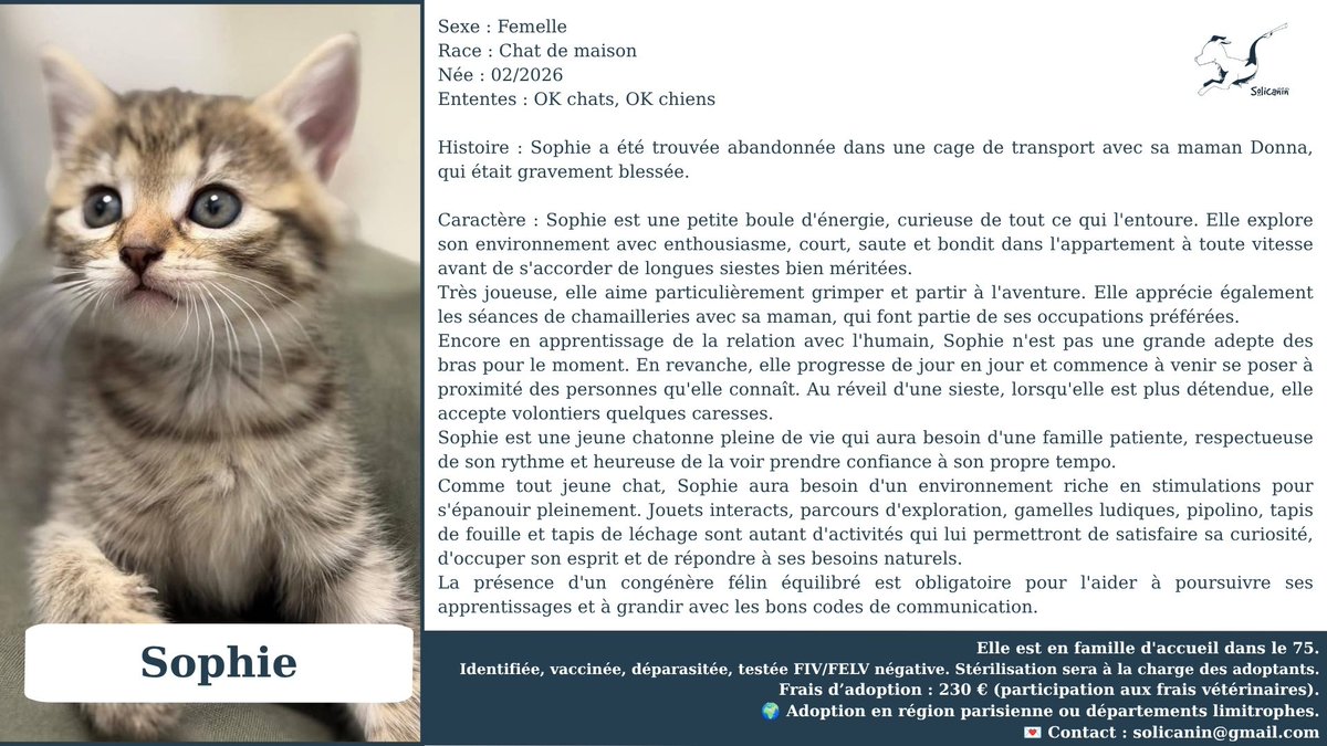 solicanin's tweet photo. Sophie à l'adoption 🐾 

solicanin@gmail.com  

#chat #adoption https://t.co/IeKSLd3qM4