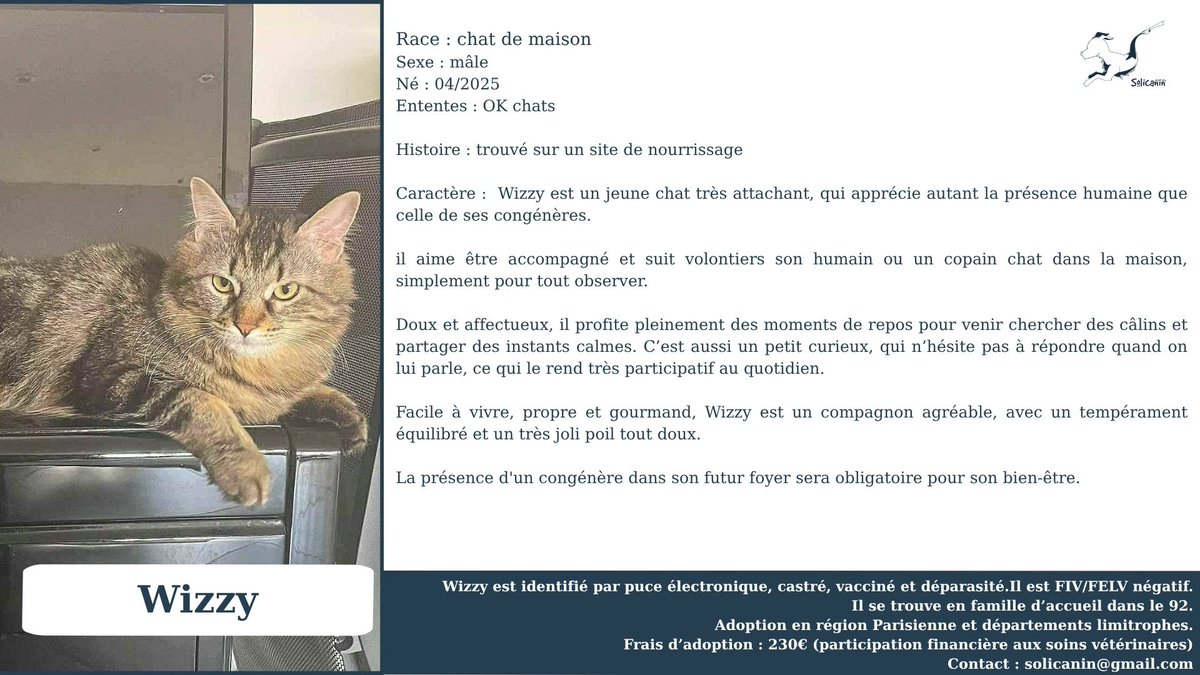 solicanin's tweet photo. Wizzy à l'adoption 🐾 

solicanin@gmail.com 

 #chat #adoption https://t.co/8pADrql6Oc