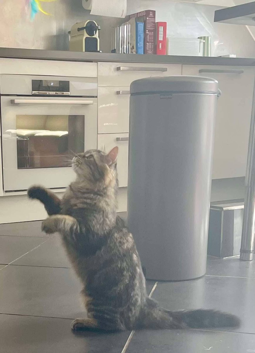 solicanin's tweet photo. Wizzy à l'adoption 🐾 

solicanin@gmail.com 

 #chat #adoption https://t.co/8pADrql6Oc