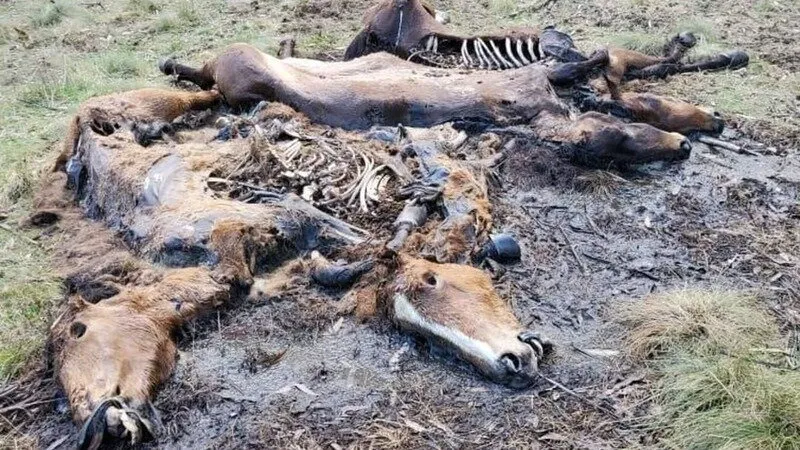 Violette_Author's tweet photo. Demand the Dismissal of NSW Minister Penny Sharpe for Brumby Mismanagement https://t.co/N9Zp93fv0w via @ChangeAUS #savethebrumbies #wildhorses #brumbies https://t.co/L354YFCVwX