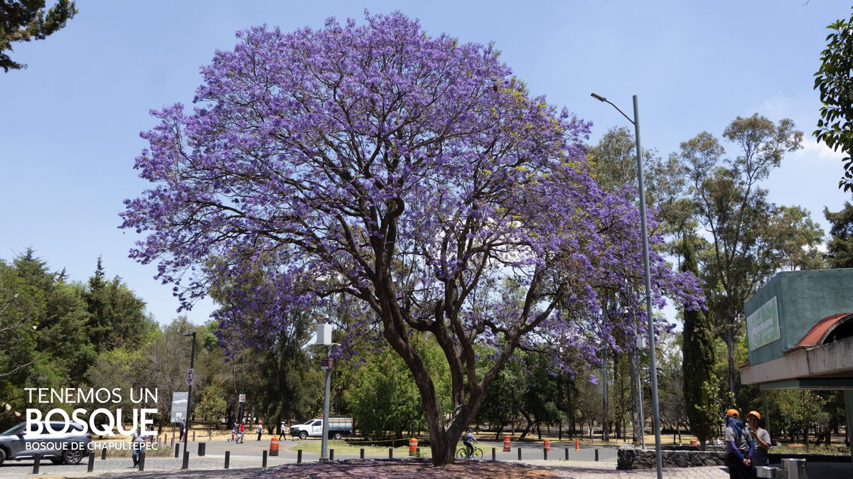 ChapultepecCDMX's tweet photo. Hoy celebramos el Día Nacional del Árbol 🌲

Dentro del Bosque de Chapultepec habitan cerca de 300,000 ejemplares de especies tan diversas como cazahuates,  jacarandas, ahuehuetes, fresnos, cedros y un laaaaargo etcétera 🤓 https://t.co/NTjCV4QvAE